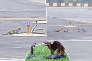 An airplane's takeoff was delayed after the pilot spotted a cobra scrapping with several mongooses on the tarmac in India, as seen in a viral video.