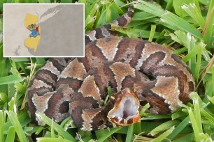 Juvenile cottonmouths like this example are brighter in color than adults and are often mistaken for copperheads.