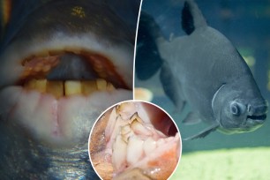 A Texas angler caught a South American piranha relative with "human teeth" at a local lake Sunday.