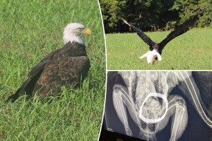 A bald eagle was thought to be hurt but actually "too fat to fly."