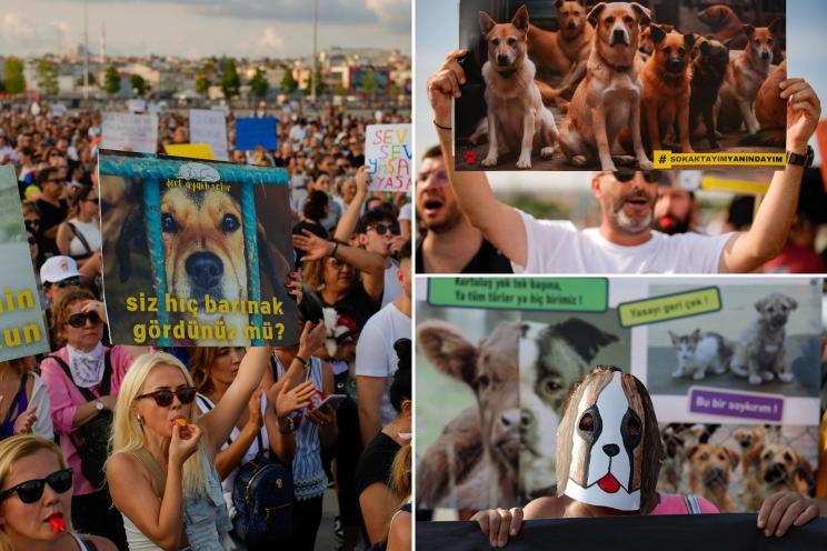 Thousands of Turks protest controversial law to remove stray dogs over fears animals will be killed, end up in disease-ridden shelters